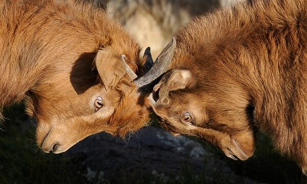 goats-692660_640
